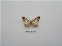 藏品(尺蛾142)的圖片